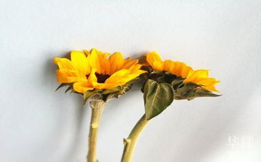 挖掘修缮地下设施的目的有哪些(图1)
