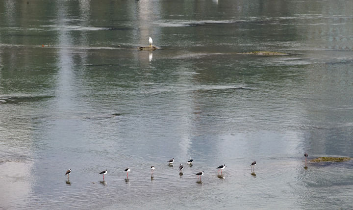 锦城花更重 万千气象新——成都持续推进公园城市示范区建设观察(图4)
