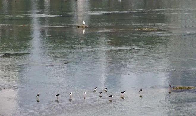 地方动态 成都持续推进公园城市示范区建设观察(图5)