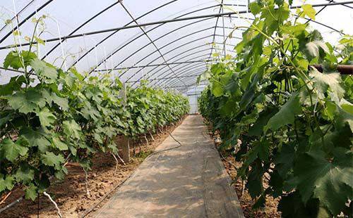 聚势赋能耕新致远！众德集团持续占据中国功能肥制高点！(图1)