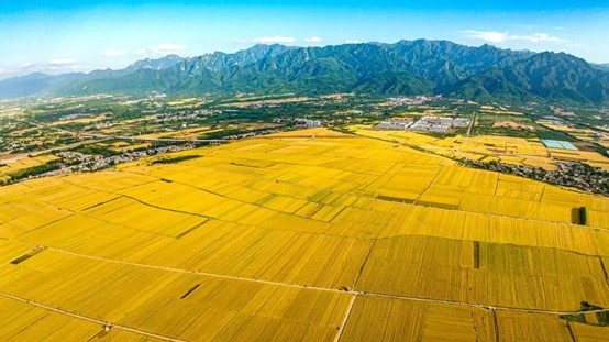 科技种业双轮驱动西安农业的奋进之路(图1)