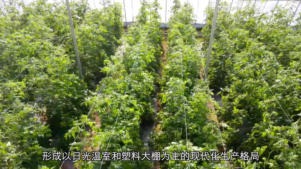 新华视点丨设施农业振兴路 黄土塬上新图景(图2)