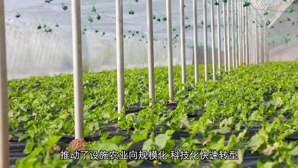 新华视点丨设施农业振兴路 黄土塬上新图景(图3)