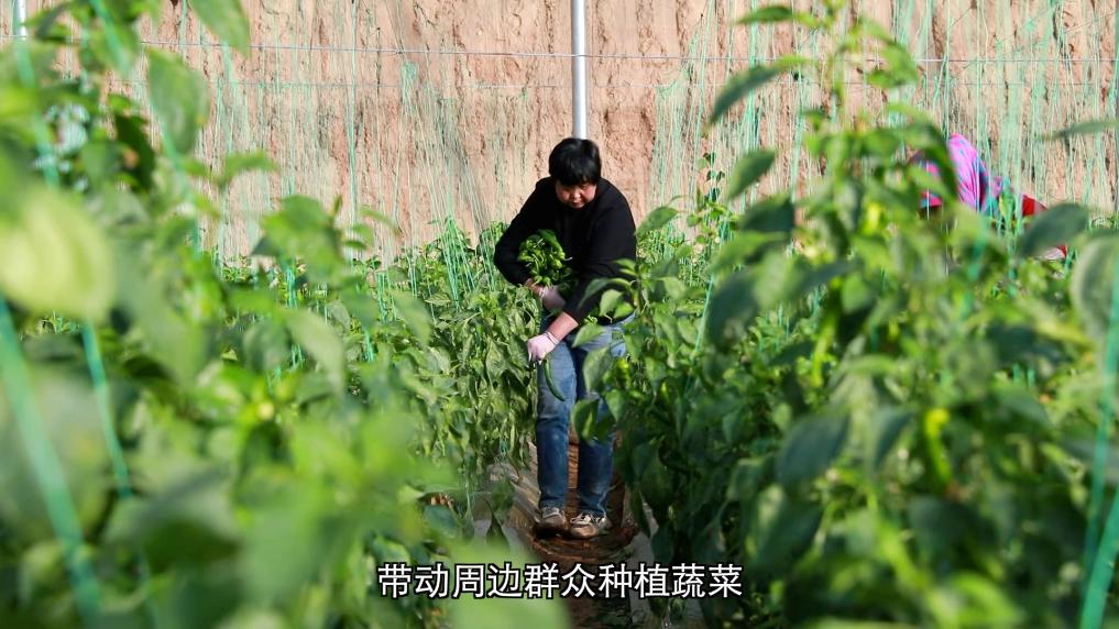 新华视点丨设施农业振兴路 黄土塬上新图景(图6)