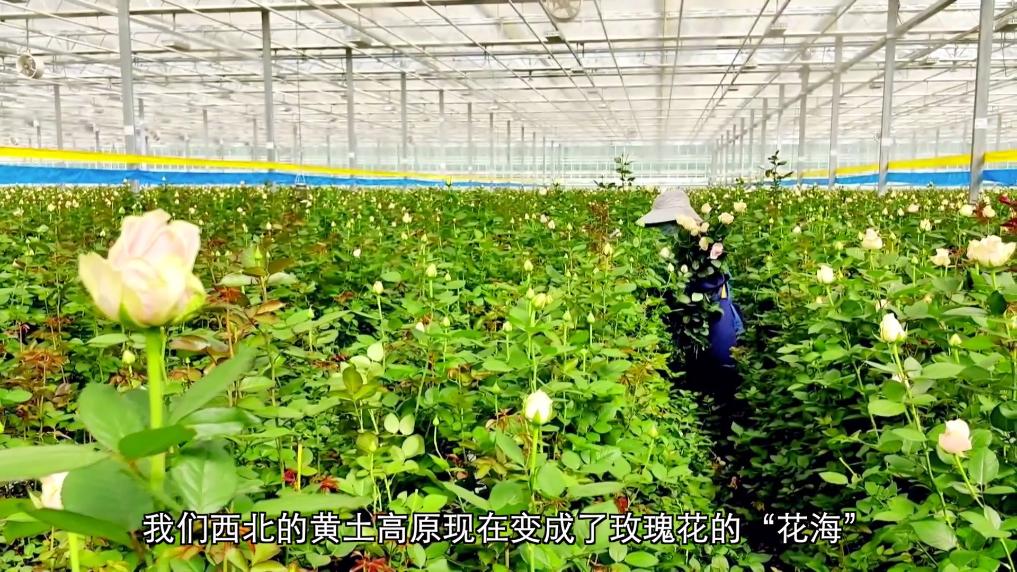 新华视点丨设施农业振兴路 黄土塬上新图景(图9)