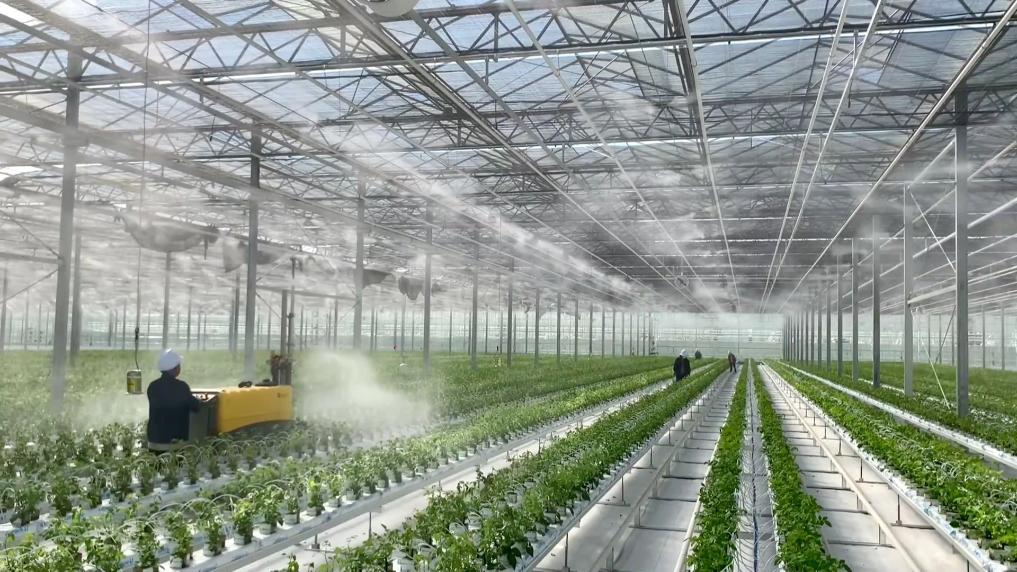 新华视点丨设施农业振兴路 黄土塬上新图景(图8)