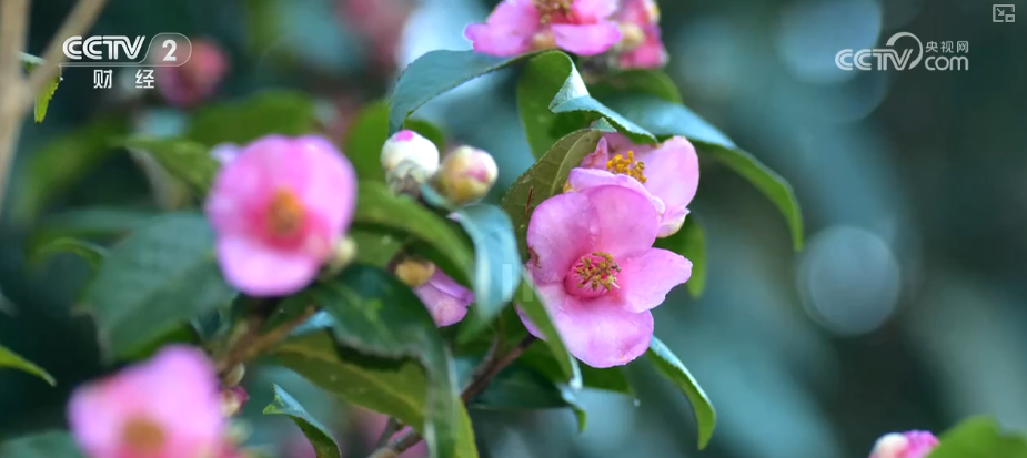 向“好”向“新”绿”新突破！多领域捷报频传 经济发展“新”动力更足(图6)