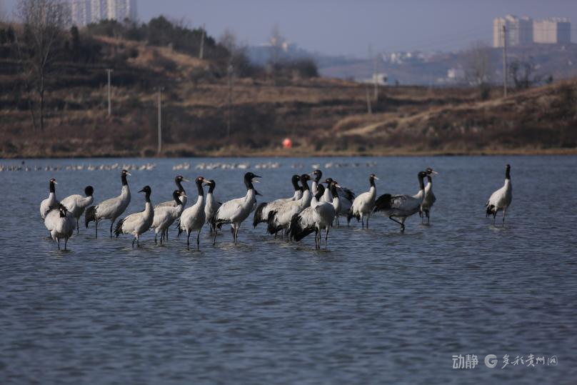 新春走基层丨2800多只黑颈鹤的“中国驿站”(图1)