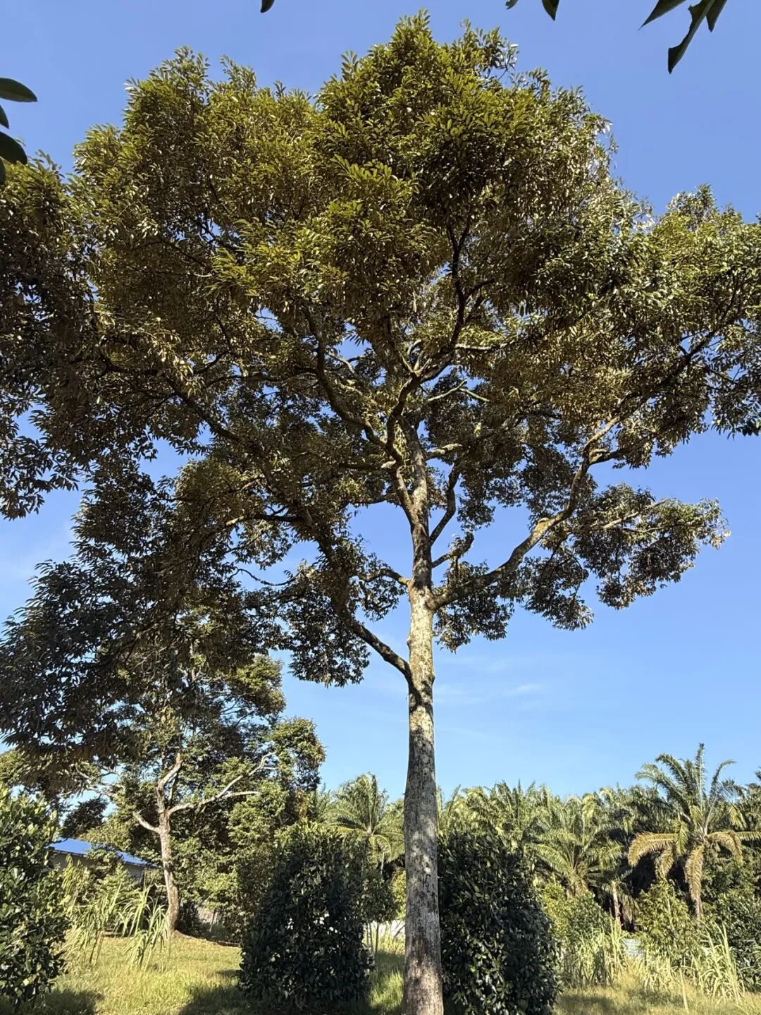 重磅官宣！麦麦科技集团首个海外子公司、东盟总部吉隆坡麦麦正式启航(图2)