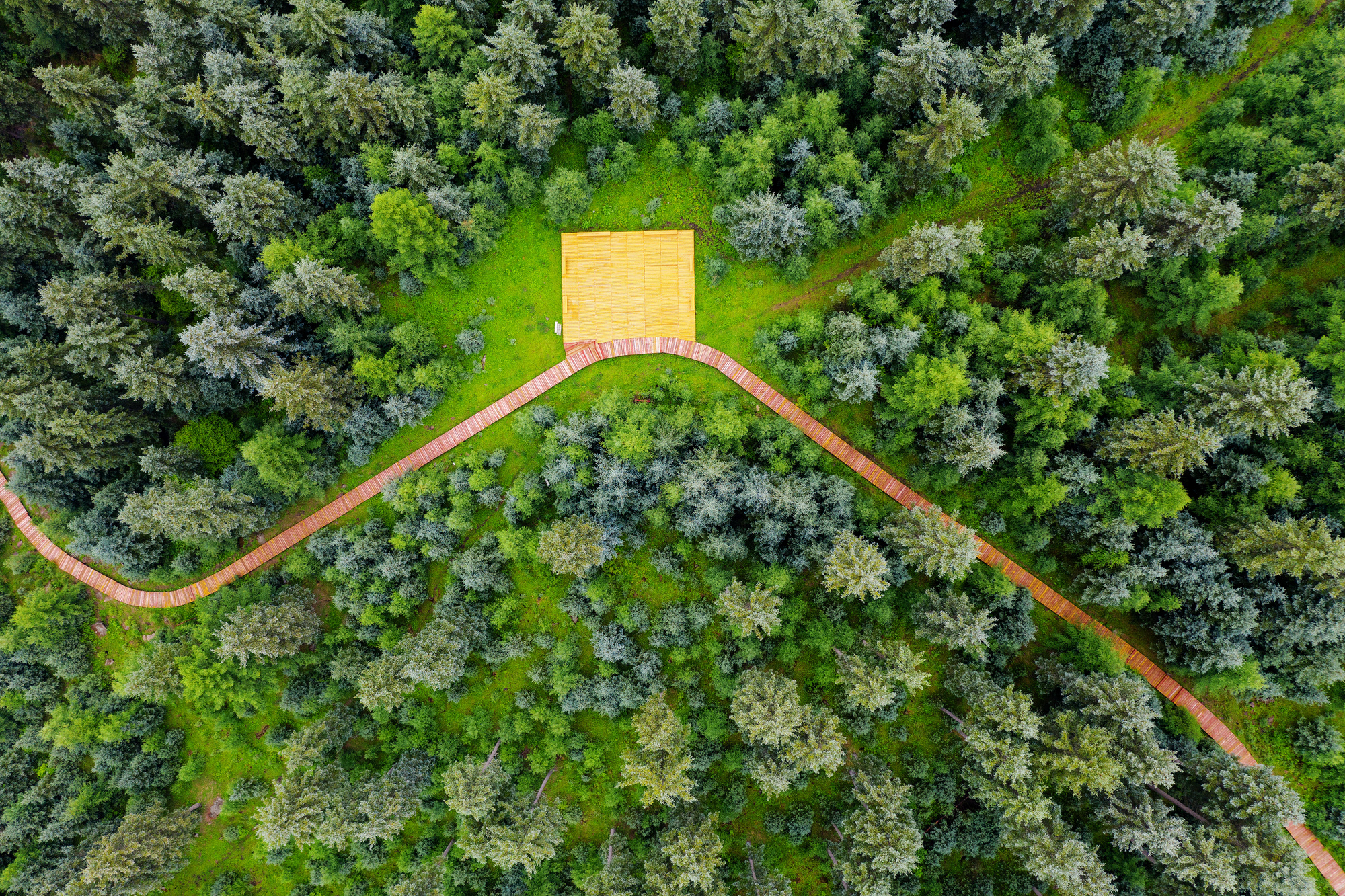 森林面积达3614亿亩！我国成为全球“增绿”最多最快的国家(图2)