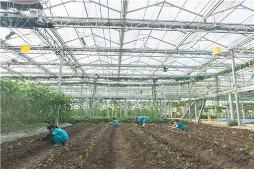 乡村振兴 从《政府工作报告》看“三农”重点：稳粮、强基、活要素(图1)