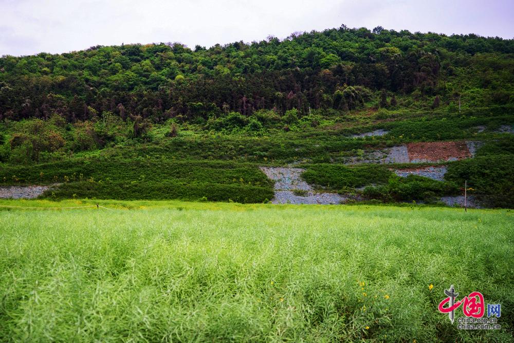 从“生态伤疤”到“绿色屏障” 七宝山废弃矿区重生记(图6)