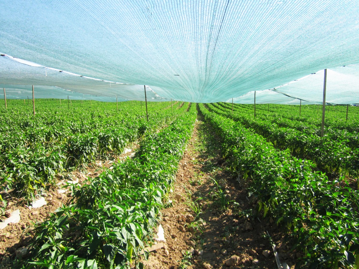 “为非洲农业现代化发展注入强劲动力”(图1)