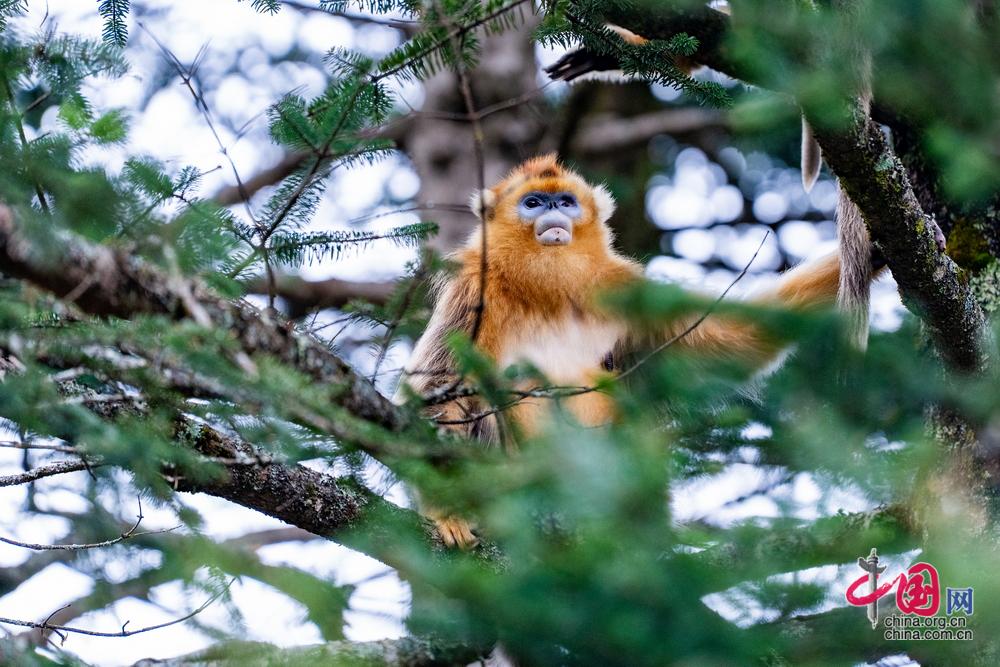 世界地球日 守护北纬31度的绿色奇迹 神农架林区生态保护与修复概览(图2)