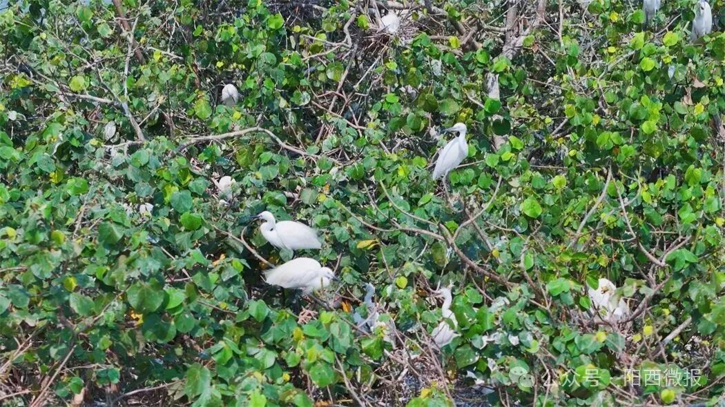 点赞！阳西县红树林湿地修复案例入选国家海洋环境监测中心参考案例(图5)