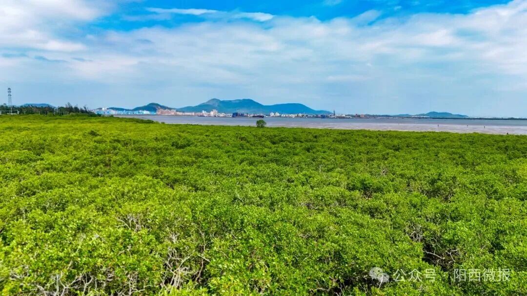 点赞！阳西县红树林湿地修复案例入选国家海洋环境监测中心参考案例(图4)