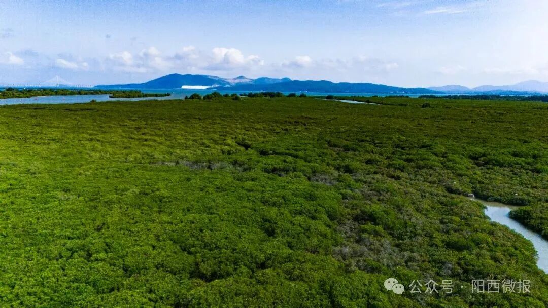 点赞！阳西县红树林湿地修复案例入选国家海洋环境监测中心参考案例(图3)