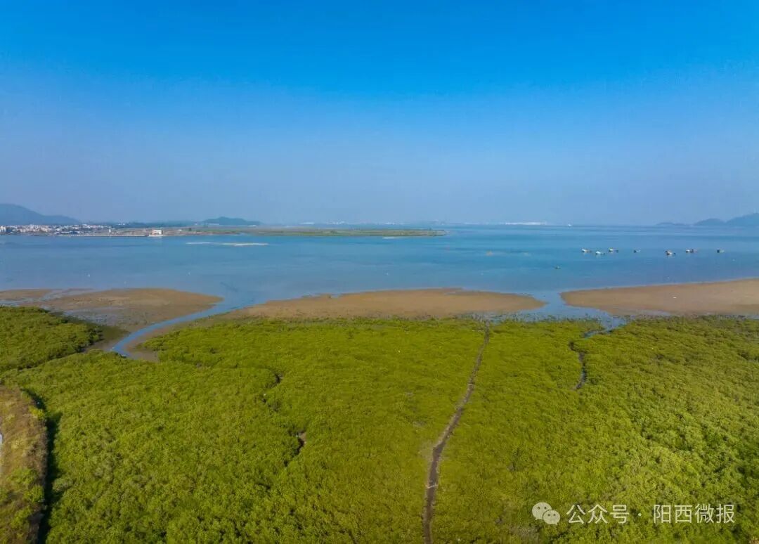 点赞！阳西县红树林湿地修复案例入选国家海洋环境监测中心参考案例(图1)