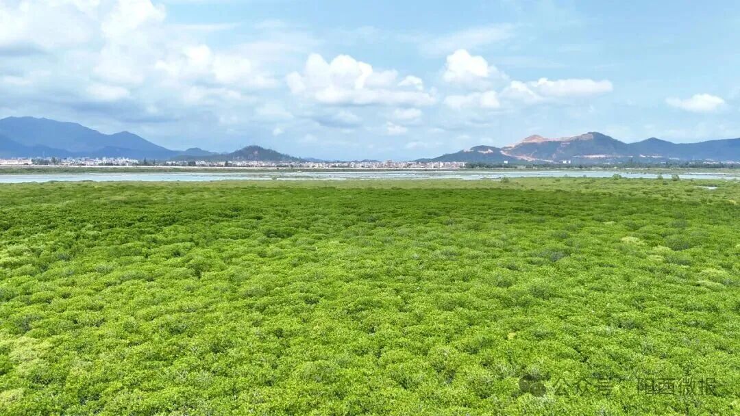 点赞！阳西县红树林湿地修复案例入选国家海洋环境监测中心参考案例(图2)