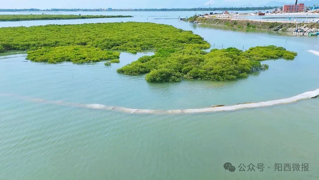 点赞！阳西县红树林湿地修复案例入选国家海洋环境监测中心参考案例(图7)