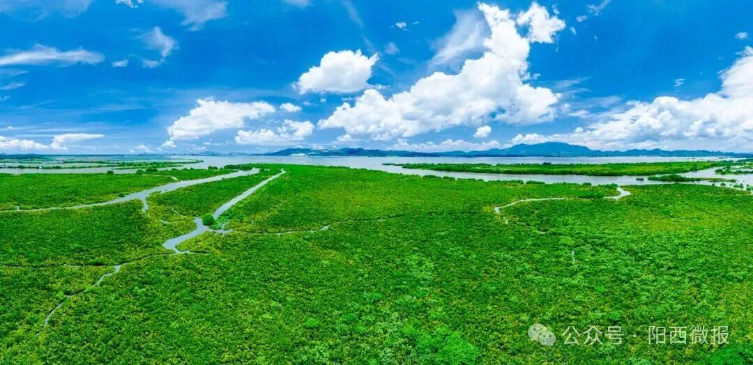 点赞！阳西县红树林湿地修复案例入选国家海洋环境监测中心参考案例(图8)